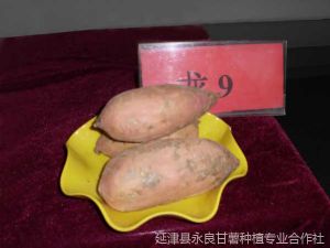 供应龙薯九号-烤熟型甘薯