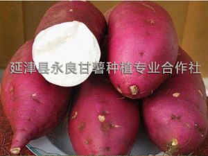 供应商薯19-淀粉型甘薯种子