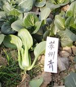 供应苏州青—叶菜类种子