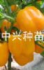 供应中兴富瑞—辣椒种子、种苗
