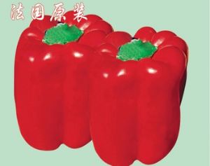 供应特威（太空椒）—甜椒种子