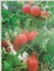 供应精棚粉霸—番茄种子