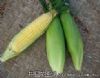 供应夏美甜5号—玉米种子