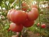 供应宝禄五号—番茄种子