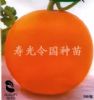 甜瓜种子--抗病金星(日本引进--農本交配)