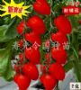小番茄种子--新亚11号(台湾引进)