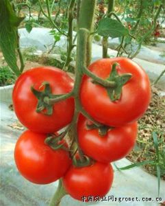 供应大红番茄种苗