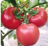 供应格力瑞特F1番茄种子