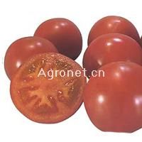 供应彩果—番茄种子