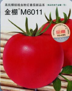 供应M6011粉果（高抗根结线虫）-番茄种子