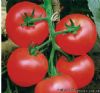 供应晟丰87676—番茄种子