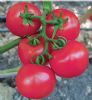 供应神瑞（高抗TY病毒）—番茄种子