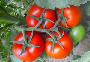 供应寿光番茄种苗
