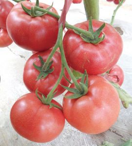 供应早熟粉果番茄种子