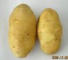 供应土豆良种,鲁引一号,荷兰十五