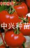 供应中兴粉瑞—番茄种子、种苗