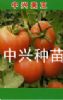 供应中兴美玉—番茄种子、种苗