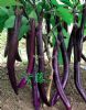 供应紫藤-茄子种子