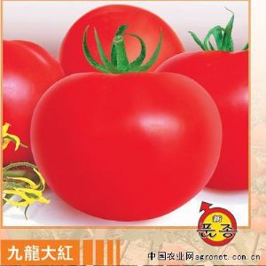 供应九龙大红—番茄种子