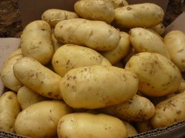 供应秋季新荷兰土豆