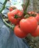 供应山东西红柿