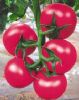 供应百佳—番茄种子