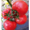 供应瑞星一号—番茄种子