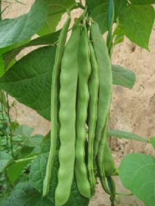 供应扁芸豆—优质蔬菜