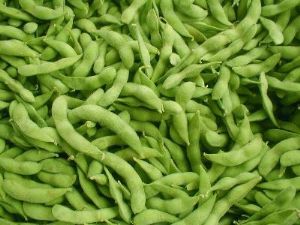 供应毛豆—优质蔬菜