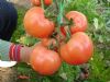 供应宝禄三号—番茄种子
