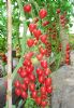 供应粉小蕾—樱桃番茄种子
