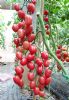 供应粉小丫—樱桃番茄种子