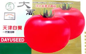 供应天津白果-番茄种子