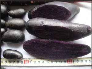 供应紫玉--紫薯