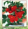 供应红明珠盆栽番茄—番茄种子