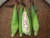 供应金品甜糯—玉米种子