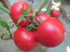 供应粉色番茄种子
