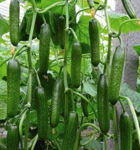 供应翠笛—黄瓜种子