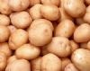 供应无公害土豆