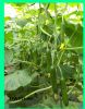 供应HW10-12—无刺小黄瓜种子