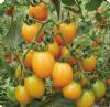 供应高雄黄金F1番茄种子