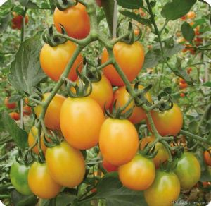 供应高雄黄金F1番茄种子