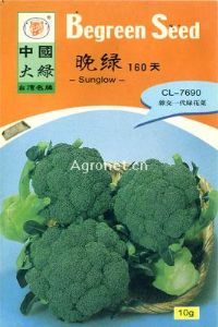 供应晚绿160天-青花菜种子