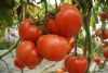 供应番茄—茄果类