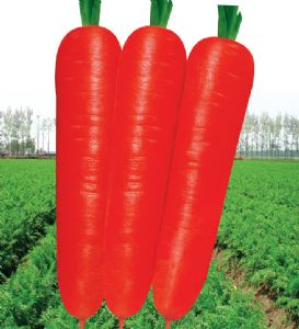 供应鼎红八寸—三红率高胡萝卜种子