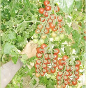 供应粉娘—番茄种子