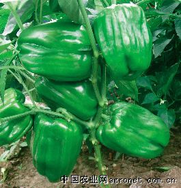 供应海丰25号-甜椒种子