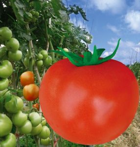 供应吉瑞201番茄—番茄种子
