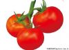 供应莫妮卡601－番茄种子