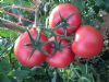 供应瑞粉518—番茄种子